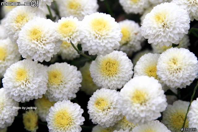 銅鑼杭菊