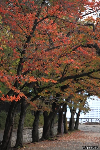 京阪神奈旅拍分享