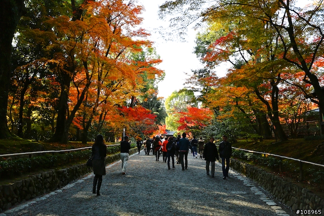 分享：關西～奈良，京都，大阪賞楓自由行（圖多）