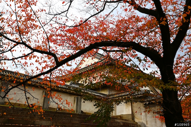 分享：關西～奈良，京都，大阪賞楓自由行（圖多）