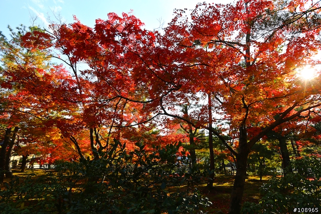 分享：關西～奈良，京都，大阪賞楓自由行（圖多）
