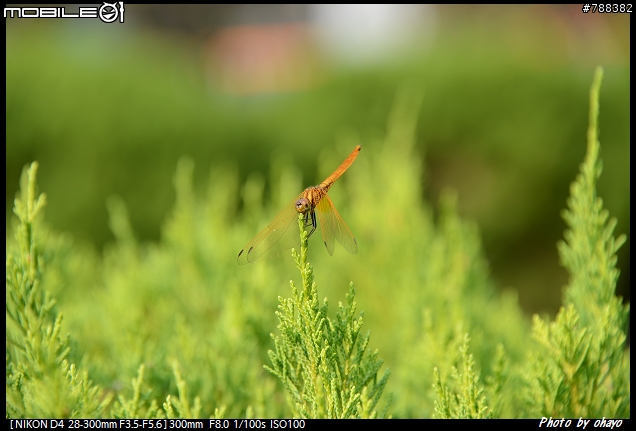 旅遊鏡AF-S 28-300mm F3.5-5.6G ED VR 的比較與抉擇。
