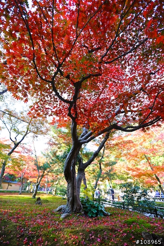 分享：關西～奈良，京都，大阪賞楓自由行（圖多）