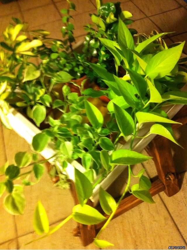 我的露台植栽小確幸開箱