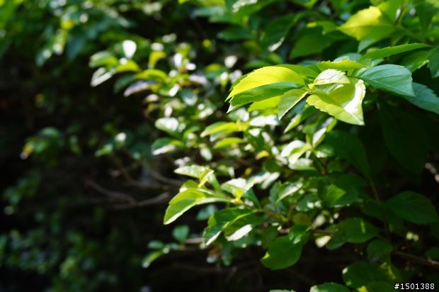 【開箱】來看國父怎麼拍！創造驚豔每一刻的Sony NEX-5R