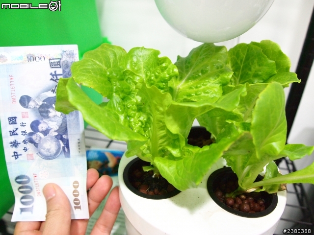 LED水耕問題,有請專業農夫解答