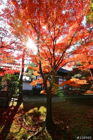 分享：關西～奈良，京都，大阪賞楓自由行（圖多）