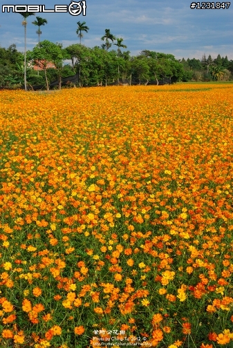 葉阿公的波斯菊及向日葵花田
