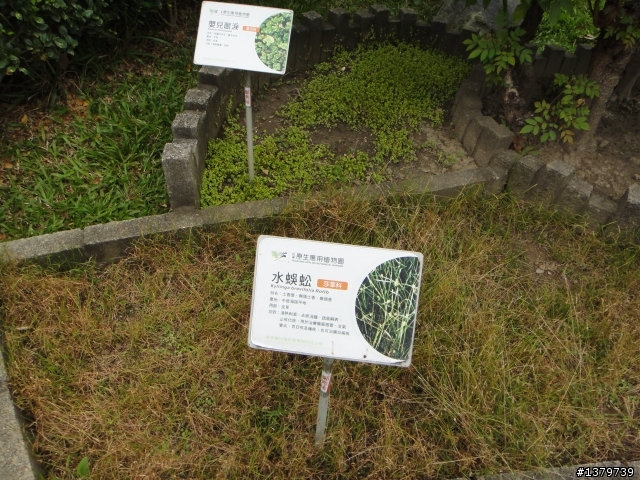 瘋台東 單車背包客的15 Days