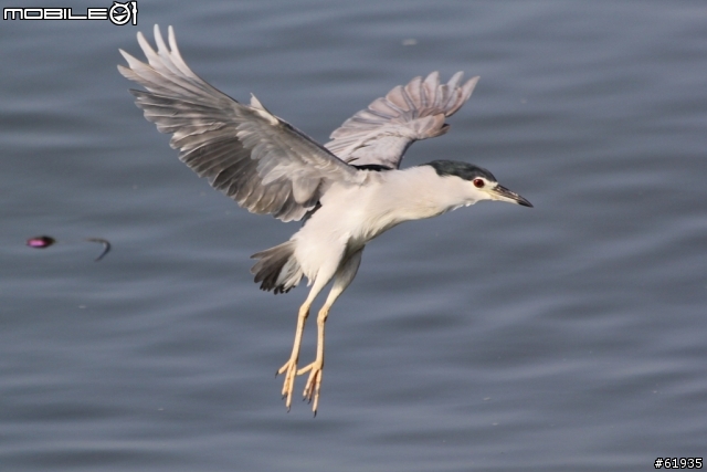 60D + 小小黑 淡水河畔打鳥