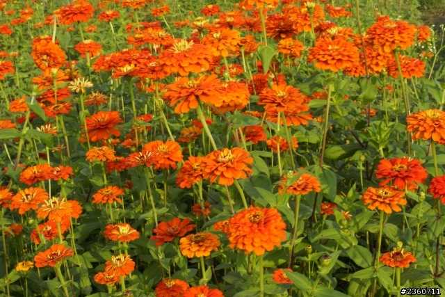 2012橋頭花季開始囉!