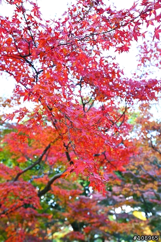 分享：關西～奈良，京都，大阪賞楓自由行（圖多）
