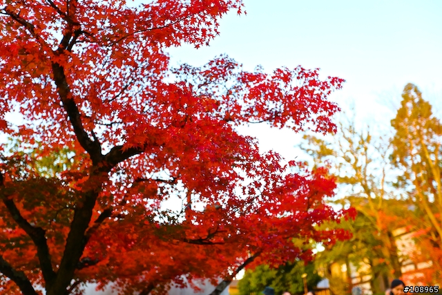 分享：關西～奈良，京都，大阪賞楓自由行（圖多）