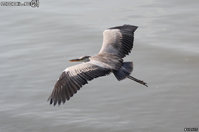 60D + 小小黑 淡水河畔打鳥