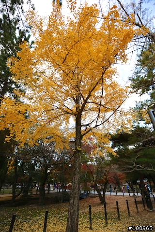 分享：關西～奈良，京都，大阪賞楓自由行（圖多）