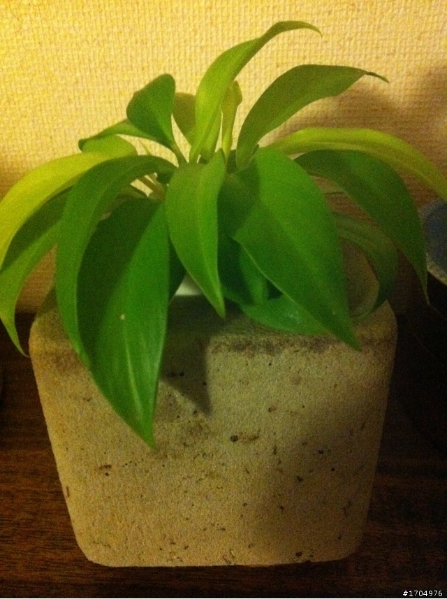 我的露台植栽小確幸開箱