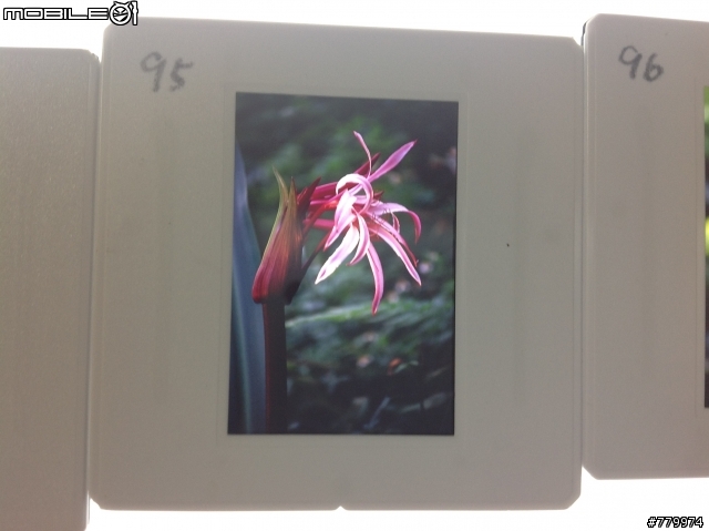 請問幾種花跟植物的名稱 剩三種 [金魚草.文殊蘭.鶯歌屬觀賞鳳梨]