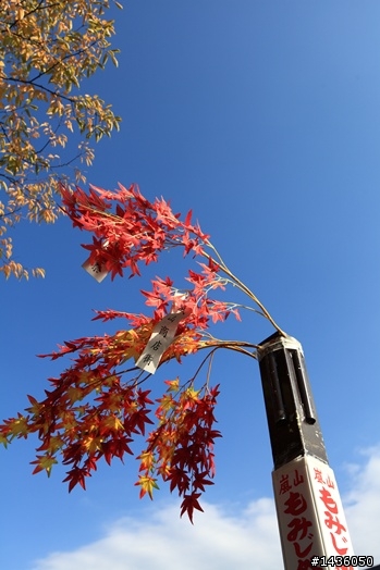京阪神奈旅拍分享