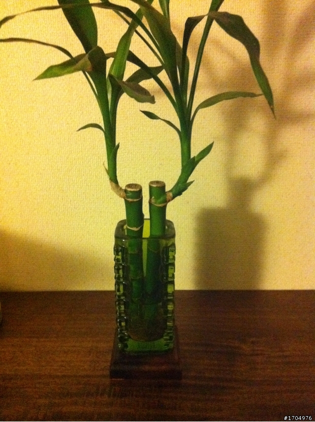 我的露台植栽小確幸開箱