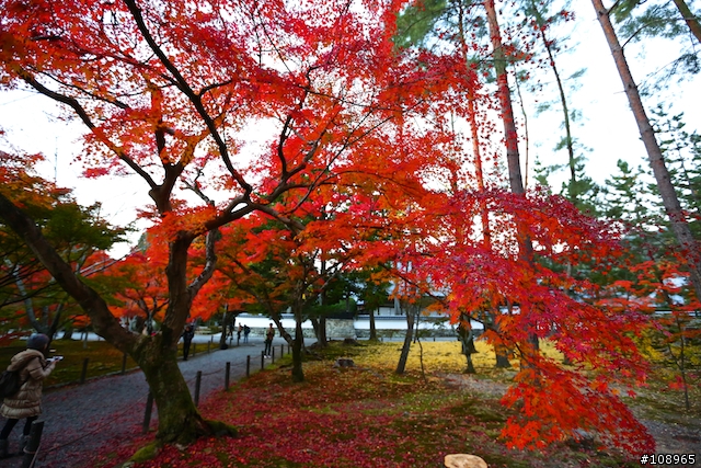 分享：關西～奈良，京都，大阪賞楓自由行（圖多）