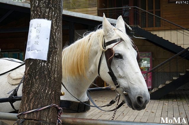[MoMo桑分享] (12/5更新) SONY NEX-6：奶爸也能保有我的文青魂 !!