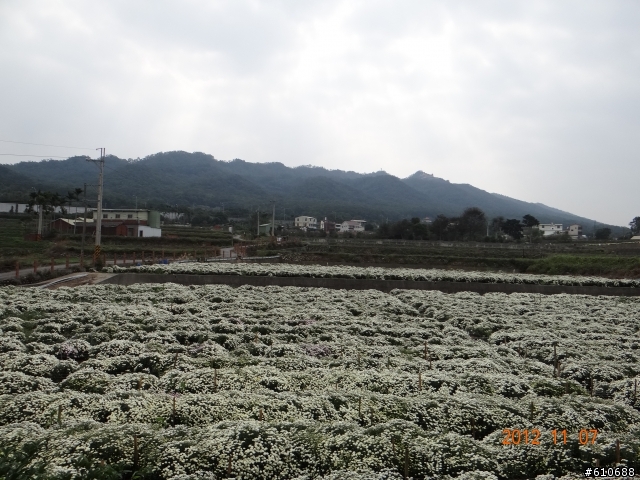 雙峰山前的杭菊