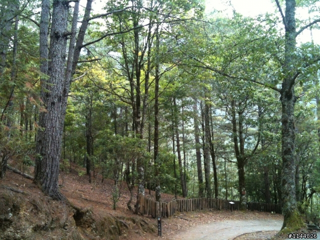 深秋露營地點請益(11/2更新為4天3夜'武陵+福壽山' 圖多)