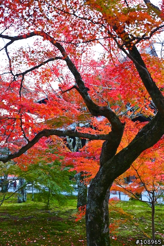 分享：關西～奈良，京都，大阪賞楓自由行（圖多）