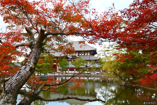 分享：關西～奈良，京都，大阪賞楓自由行（圖多）