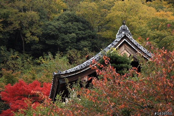 京阪神奈旅拍分享