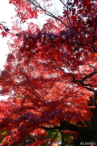 分享：關西～奈良，京都，大阪賞楓自由行（圖多）