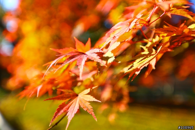 分享：關西～奈良，京都，大阪賞楓自由行（圖多）