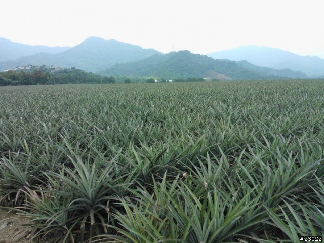 中年騎士10/13~10/18六天另類環台(更新完畢)