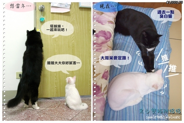 雙貓劇場