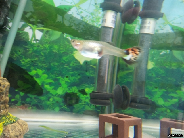孔雀魚~生產日預測！！