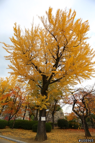 分享：關西～奈良，京都，大阪賞楓自由行（圖多）