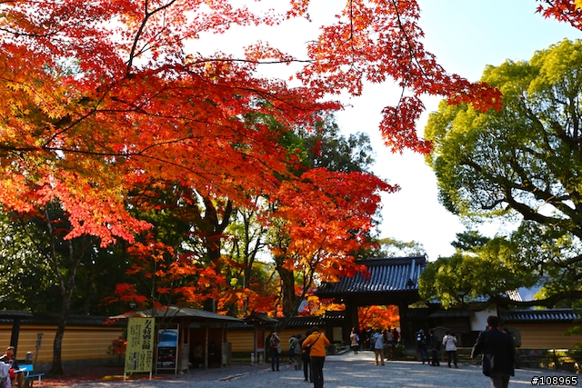 分享：關西～奈良，京都，大阪賞楓自由行（圖多）
