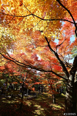 分享：關西～奈良，京都，大阪賞楓自由行（圖多）