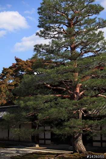京阪神奈旅拍分享