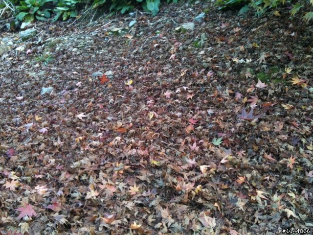 深秋露營地點請益(11/2更新為4天3夜'武陵+福壽山' 圖多)