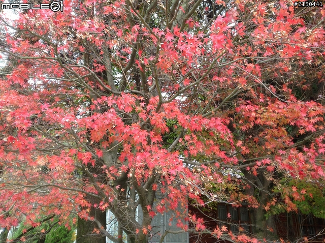 【中央山脈行】奧萬大.清境.福壽山.武陵.太魯閣.七星潭(2012.11.18~11.23)