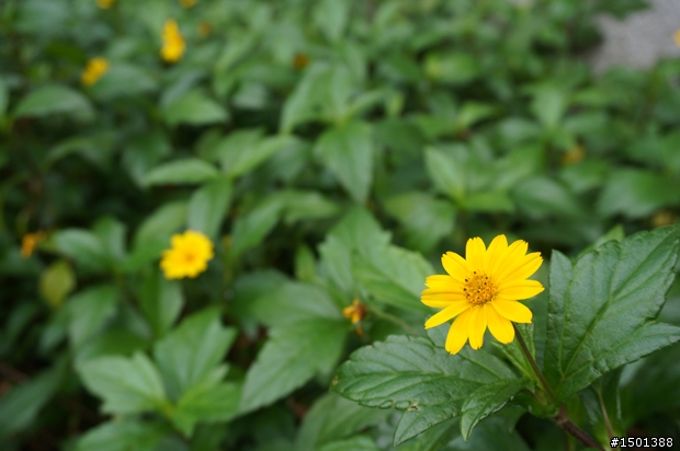 【開箱】來看國父怎麼拍！創造驚豔每一刻的Sony NEX-5R