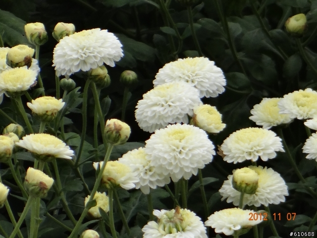 雙峰山前的杭菊