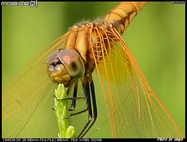 旅遊鏡AF-S 28-300mm F3.5-5.6G ED VR 的比較與抉擇。
