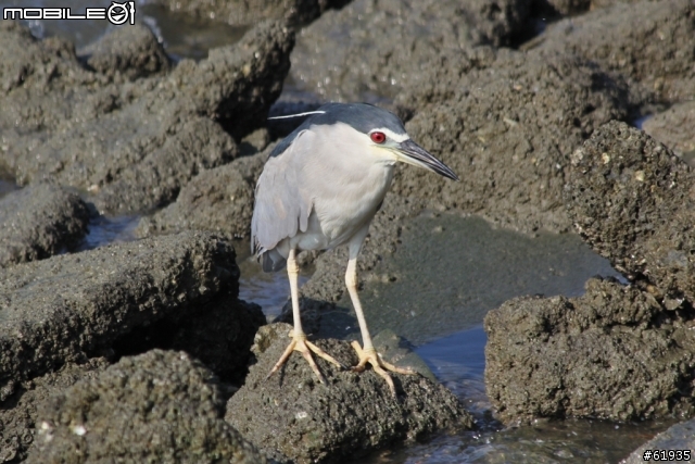 60D + 小小黑 淡水河畔打鳥