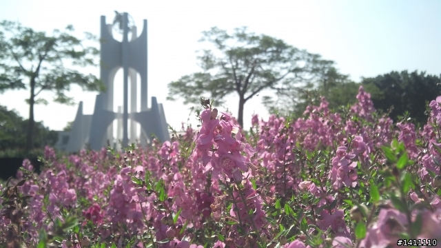 Sky A820L 拍照真的很不錯!!