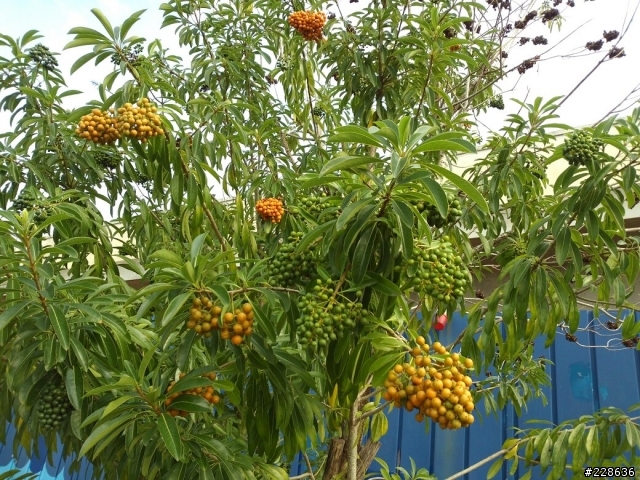 請問植物名稱?