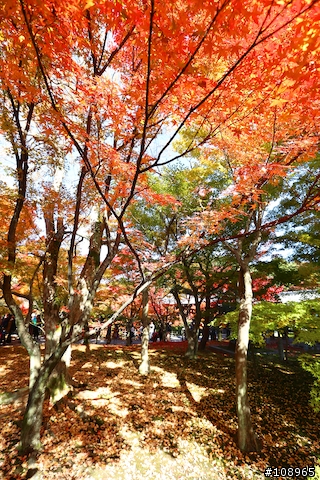分享：關西～奈良，京都，大阪賞楓自由行（圖多）