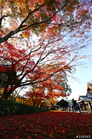 分享：關西～奈良，京都，大阪賞楓自由行（圖多）