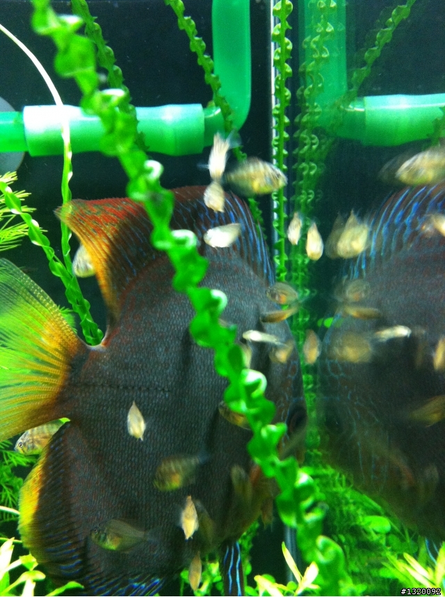 水草缸七彩神仙~之我終於成功繁殖~~圖多